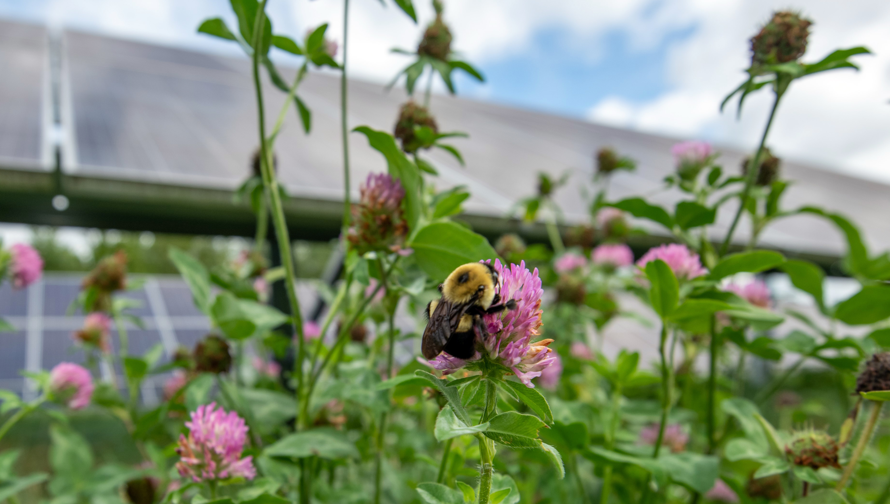 Etown_Bumblbee on Purple Clover_Panels in Back