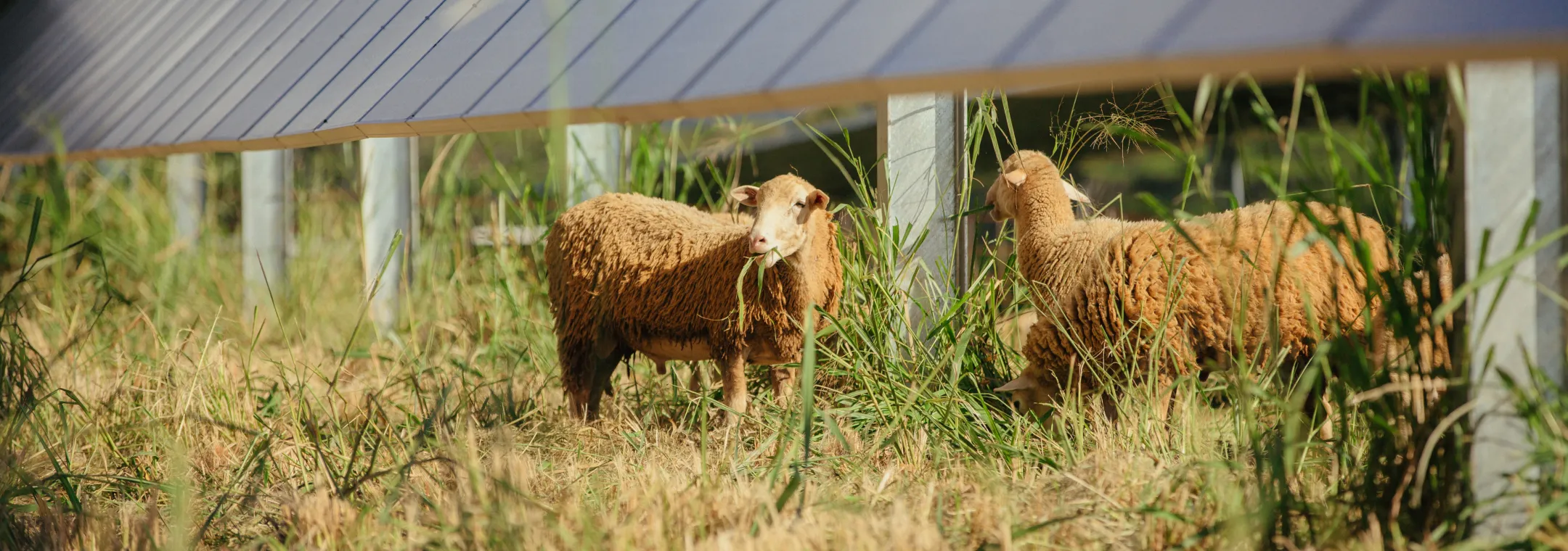 Two sheep graze on tall grass beneath a row of solar panels in a field. The panels are elevated, allowing the sheep to roam freely underneath. The scene highlights the combination of renewable energy and sustainable land use through agrivoltaics, where livestock help maintain vegetation around solar farms. The natural lighting and green surroundings create a harmonious balance between technology and agriculture.