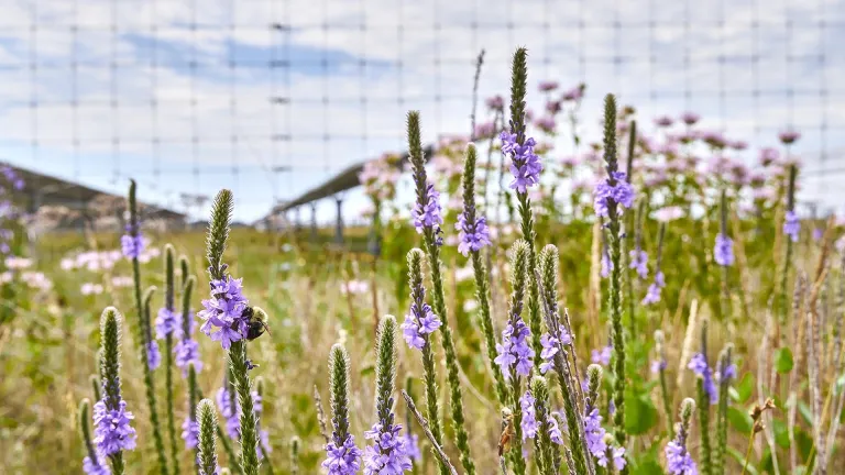 A close-up image of vibrant purple wildflowers with a bee pollinating one of the blossoms in the foreground. The scene is part of a natural habitat within a solar farm, as solar panel arrays are visible in the blurred background. The area is enclosed by a fence, and the sky above is partly cloudy