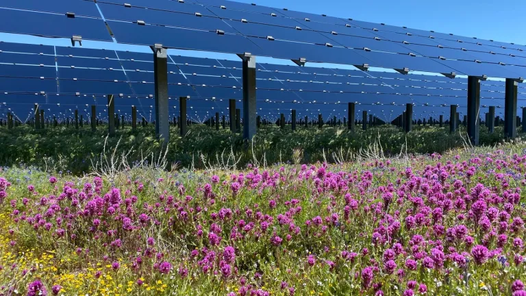 A solar farm featuring rows of solar panels elevated above a vibrant field of wildflowers in full bloom, including bright pink and yellow blossoms. The panels are arranged in precise rows, and the scene is set under a clear blue sky, emphasizing the harmony between renewable energy and nature. The image highlights sustainable energy production coexisting with ecological preservation.