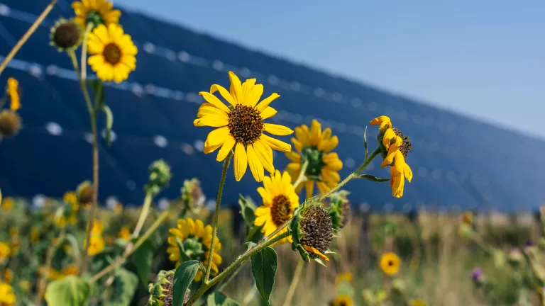 A field of bright yellow sunflowers in full bloom with a large field of solar panels in the background. The sky is a clear blue.