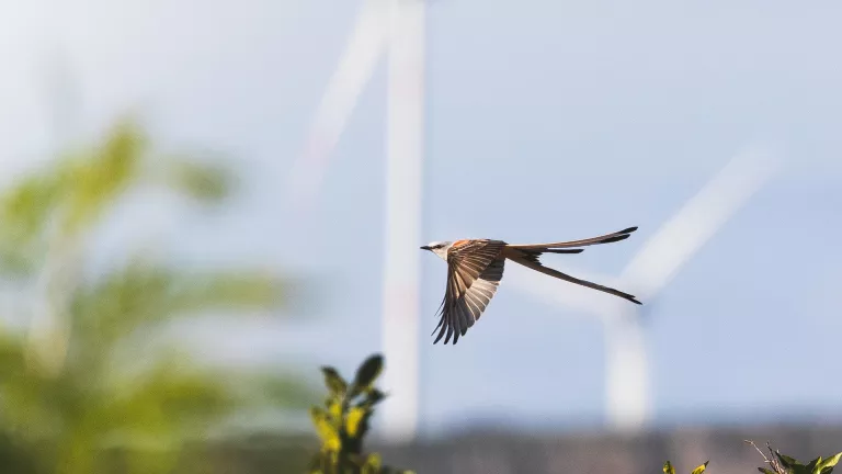 wind birds