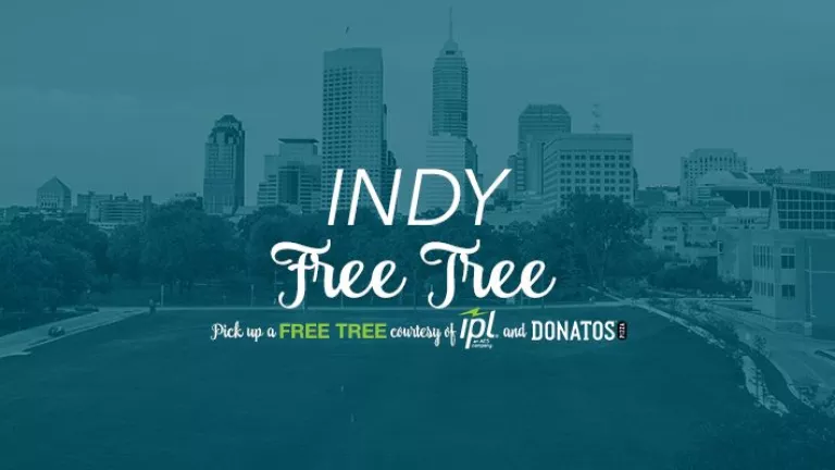 Indy Free Tree Event