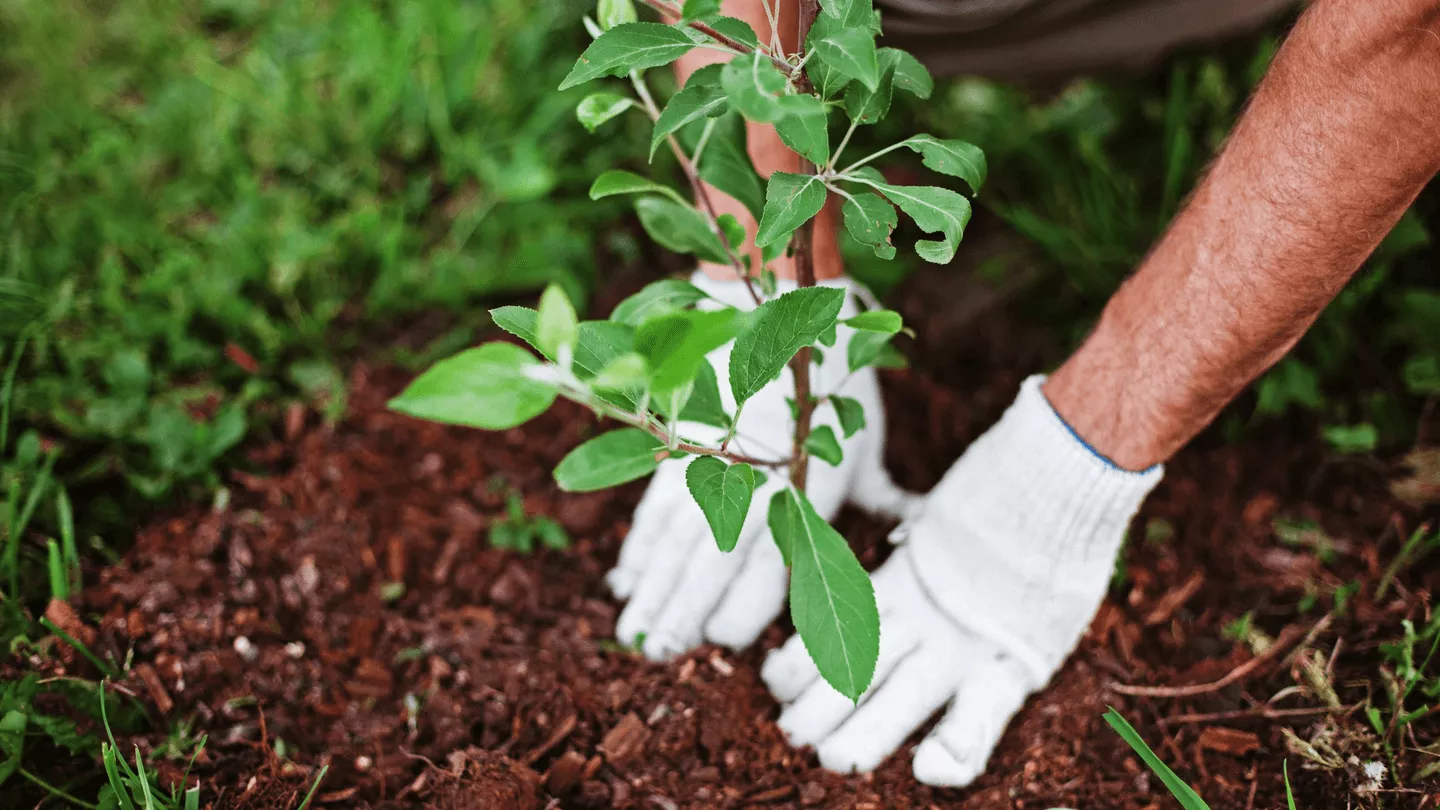 Gloved hands planting a tree.