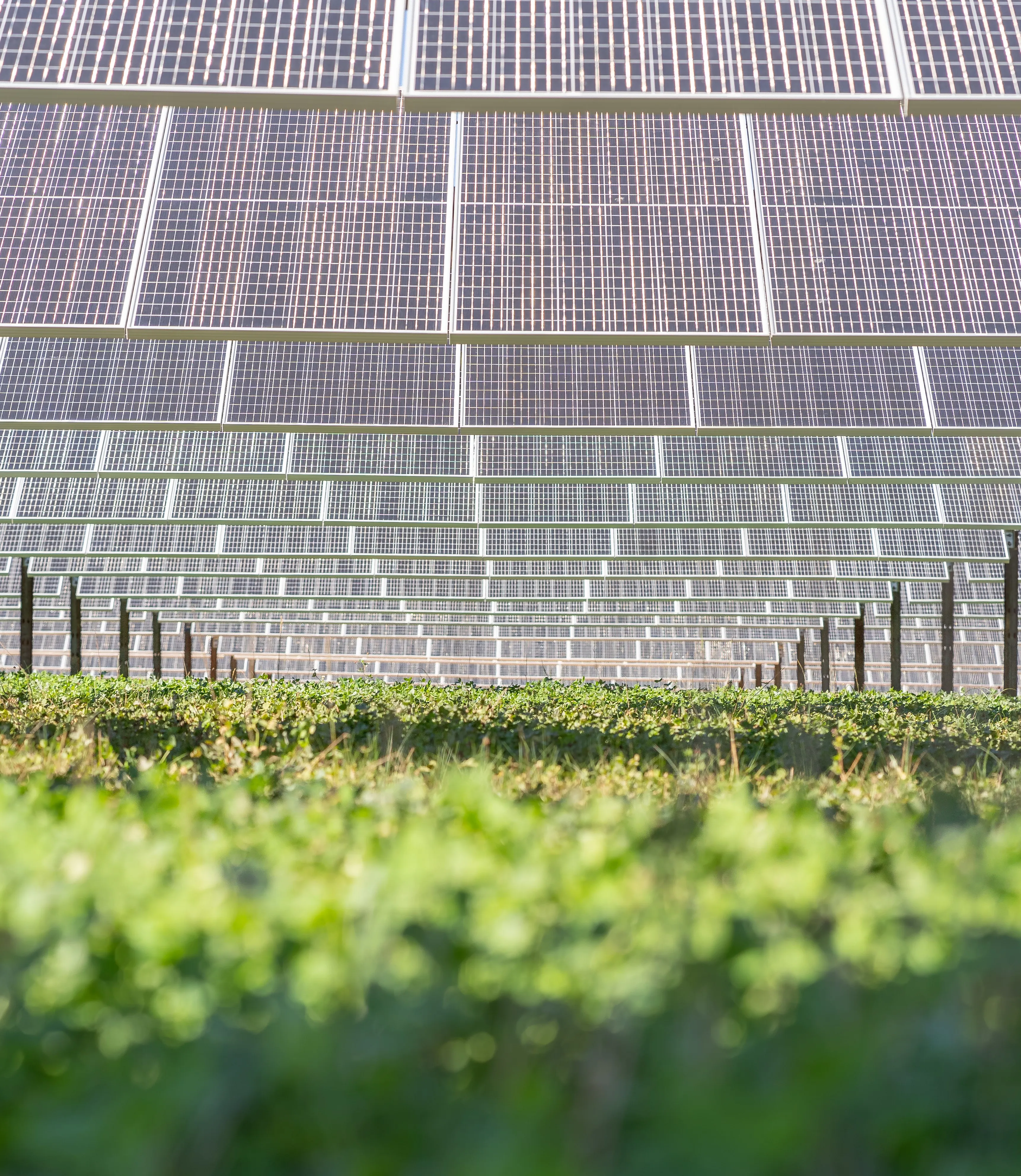 Close-up of rows of solar panels elevated above green vegetation in a solar farm. The panels are arranged in a grid pattern, capturing sunlight efficiently. The foreground shows lush green plants, emphasizing the integration of renewable energy with sustainable land use. The image highlights clean energy and eco-friendly practices in a natural setting