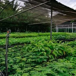 Plants in nursery